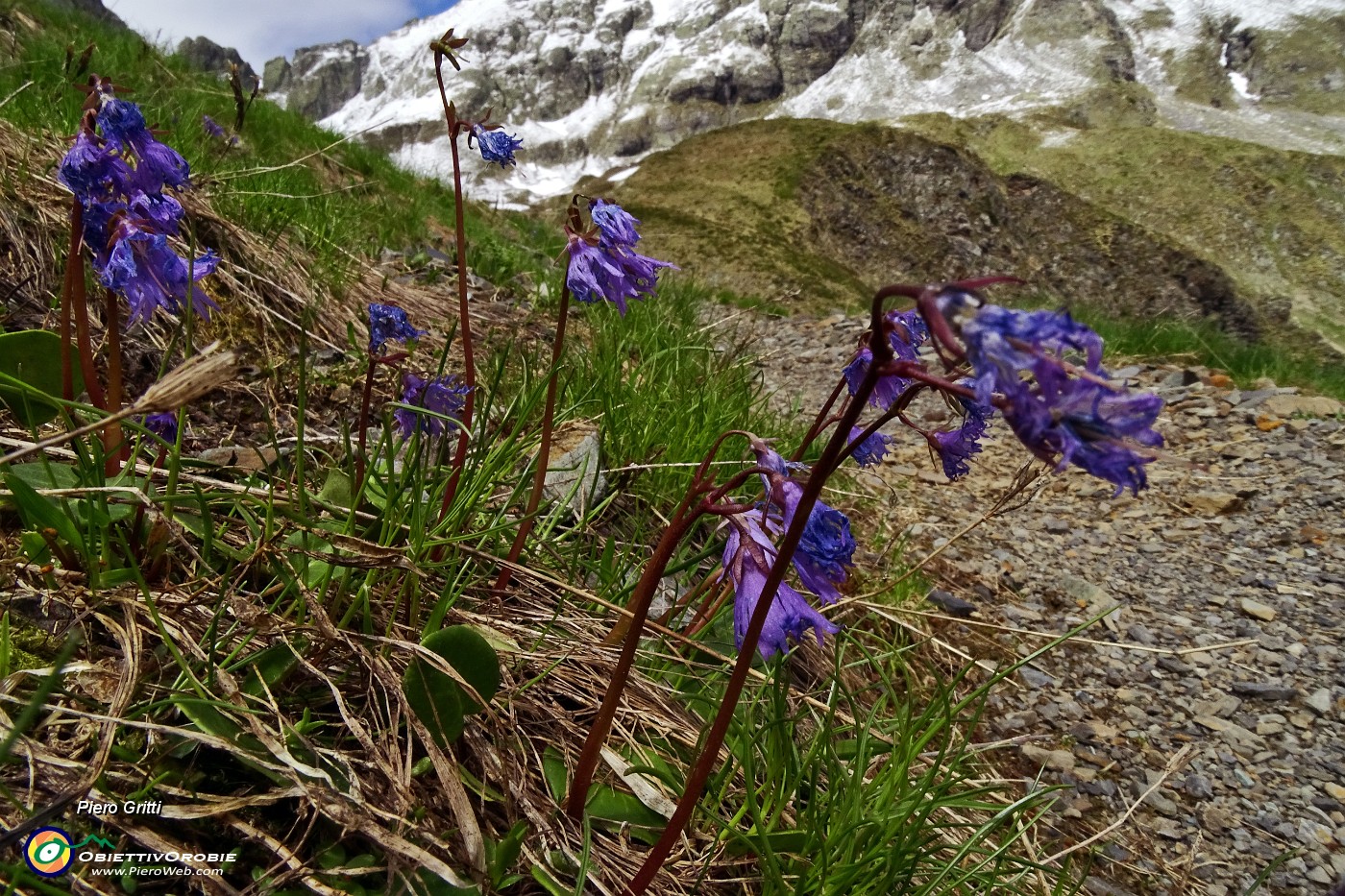 56 Fiori di soldanella intirizziti, strapazzati dal freddo.JPG -                                